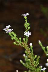Olearia minor