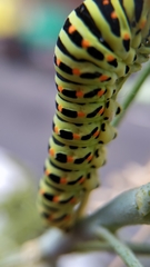 Papilio machaon