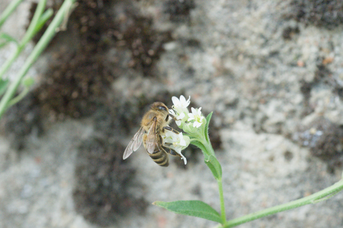 Western Honey Bee