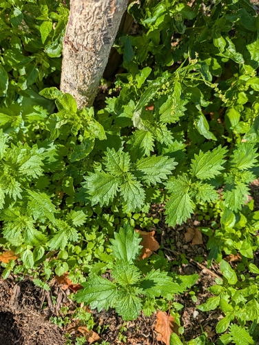 Urtica urens, photograph 2
