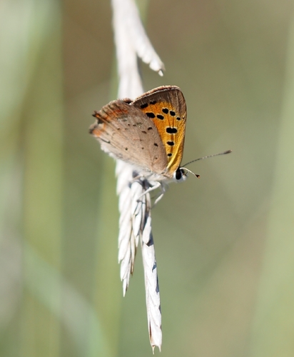 Small Copper