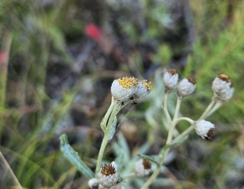 pearly everlasting