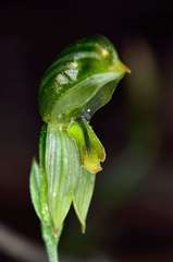 Pterostylis smaragdyna