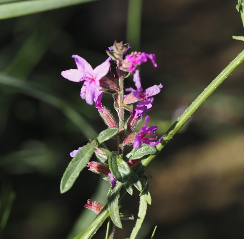 purple loosestrife
