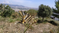 Iphiclides feisthamelii