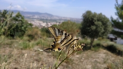 Iphiclides feisthamelii