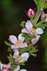 Cyanothamnus anemonifolius anemonifolius