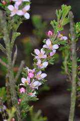 Cyanothamnus anemonifolius anemonifolius