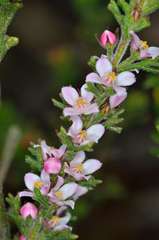 Cyanothamnus anemonifolius anemonifolius