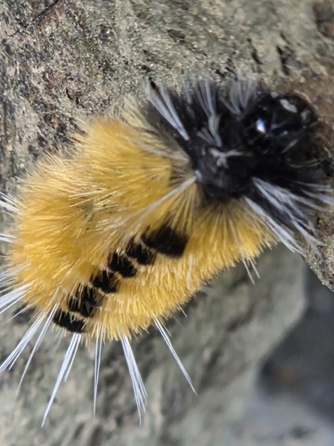Spotted Tussock Moth