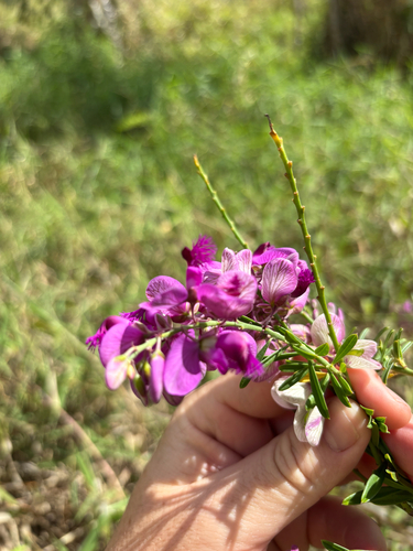 Purple Broom