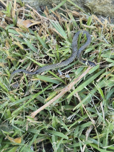Iberian Grass Snake