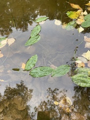 Potamogeton natans, photograph (c) Илья Руденко, some rights reserved (CC BY)