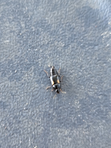 Tachinus subterraneus