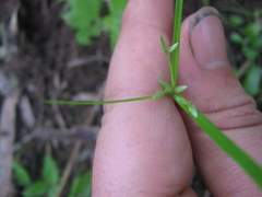 Cyperus trinervis