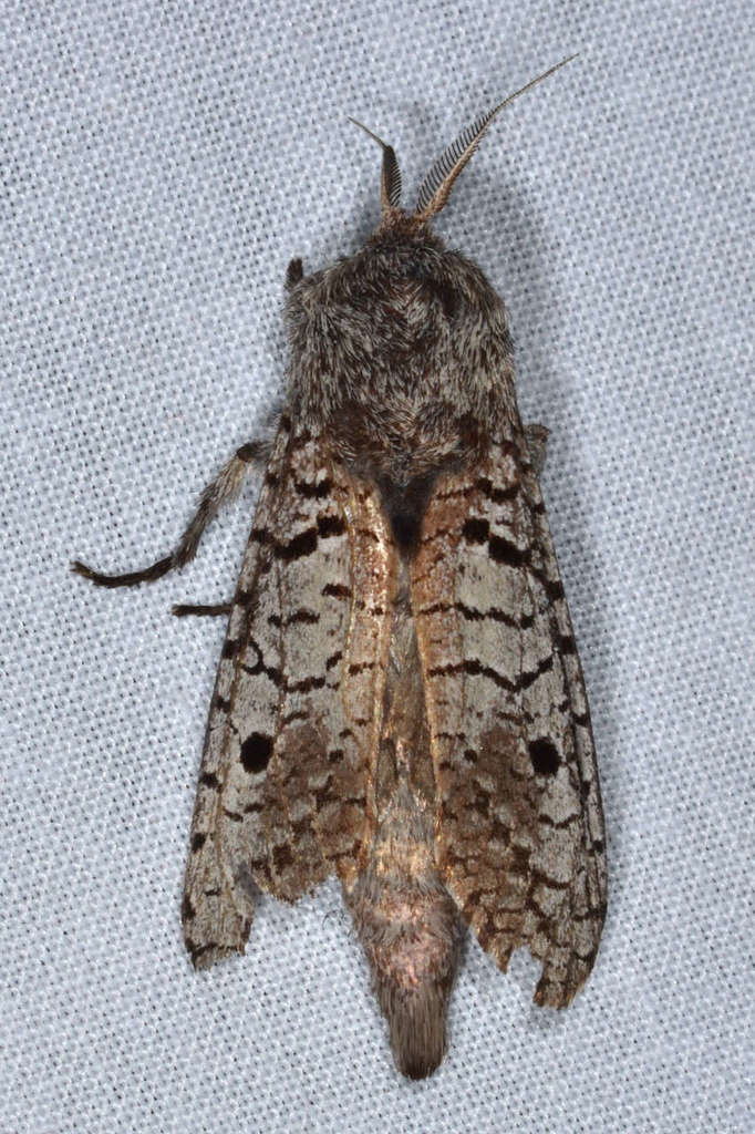 Sympycnodes epicycla