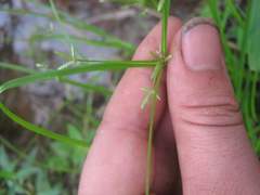 Cyperus trinervis