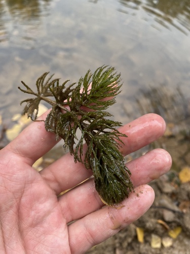 Ceratophyllum demersum, photograph 2