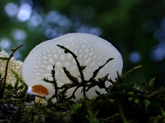 Favolaschia pustulosa