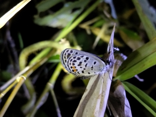 Tongeia filicaudis