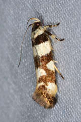 Macrobathra desmotoma