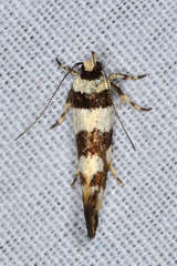 Macrobathra desmotoma