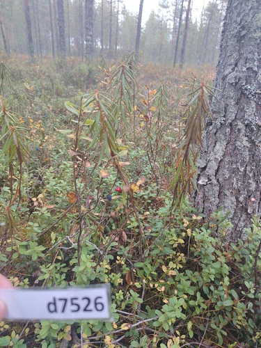 marsh Labrador tea