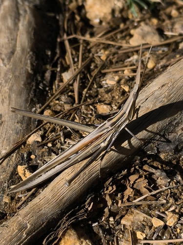 Mediterranean Slant-faced Grasshopper