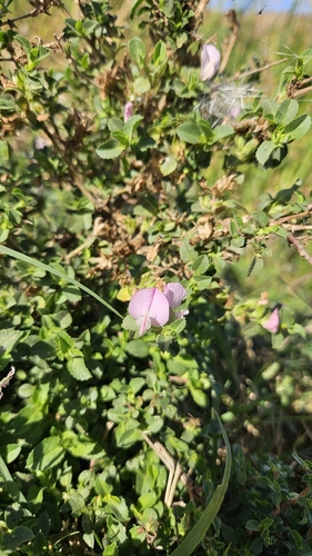 Ononis spinosa, photograph 1