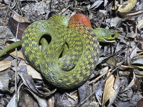 Heller's Red-necked Keelback