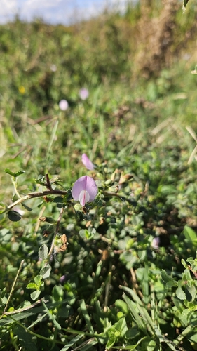 Ononis spinosa, photograph 2