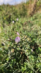 Ononis spinosa, photograph author not stated, no rights reserved