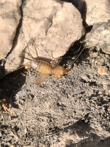 Mediterranean Beach-cricket
