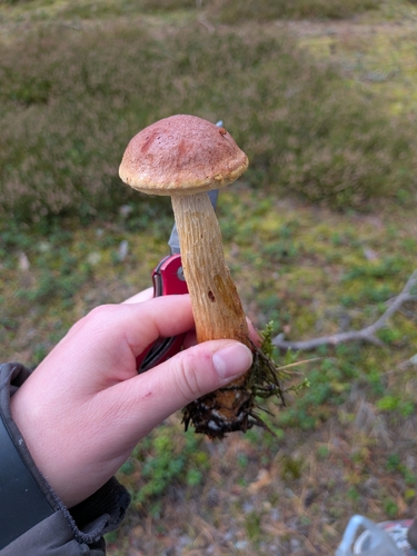 Aureoboletus projectellus