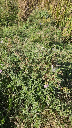 Ononis spinosa, photograph 3