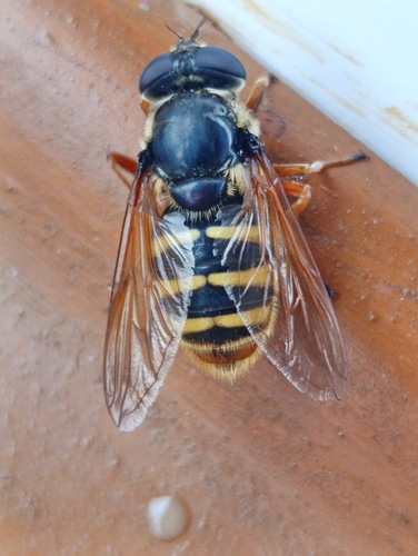 Yellow-barred Peat Hover Fly