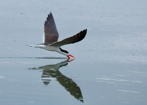 iNaturalist image