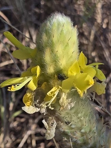 Golden Prairie Clover