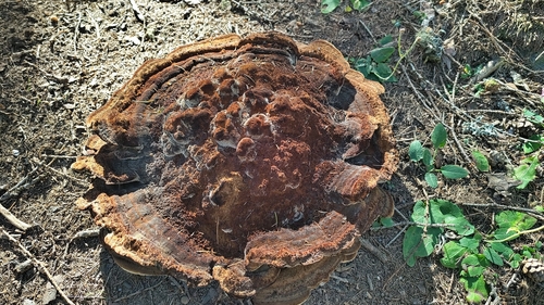 European Dyer's Polypore