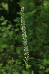 Veronicastrum sibiricum