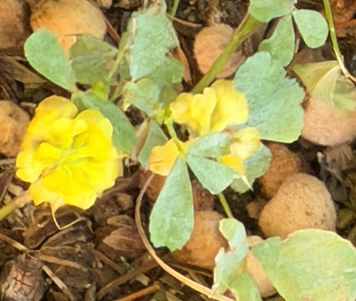 hop trefoil