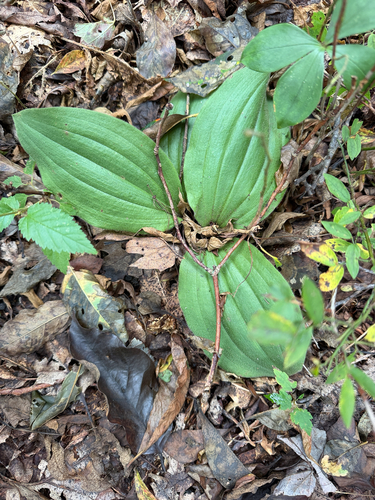 pink lady's slipper