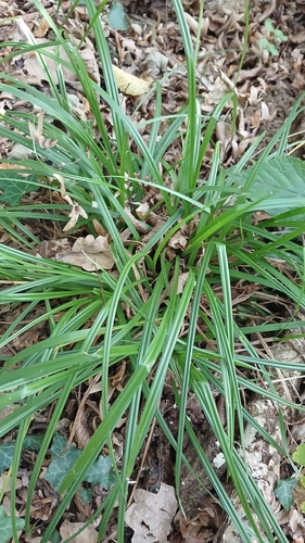 European Woodland Sedge