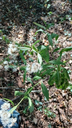 Wood Ragwort