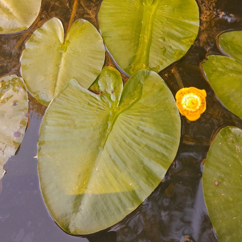 yellow water-lily