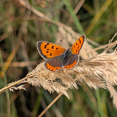 Small Copper