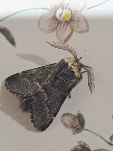 December Moth