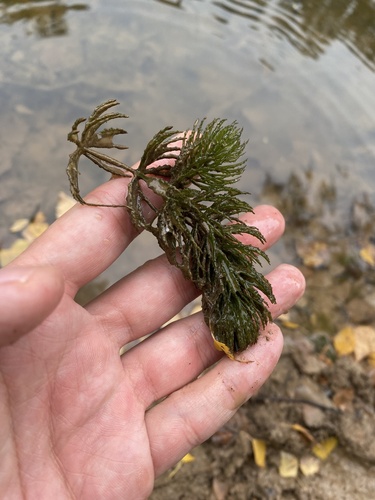 Ceratophyllum demersum, photograph 3