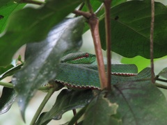 Trimeresurus popeiorum