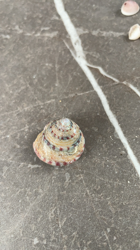 European Painted Top Shell
